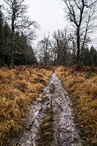 Fotos-Eifel-Hohes-Venn