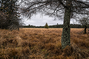 Fotos-Eifel-Hohes-Venn