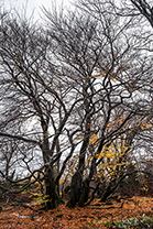 Fotos-Eifel-Hohes-Venn