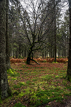 Fotos-Eifel-Hohes-Venn