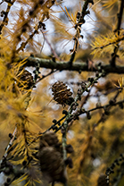 Fotos-Eifel-Hohes-Venn