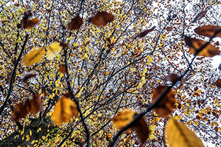 Fotos-Eifel-Hohes-Venn