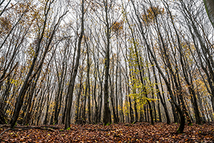 Fotos-Eifel-Hohes-Venn