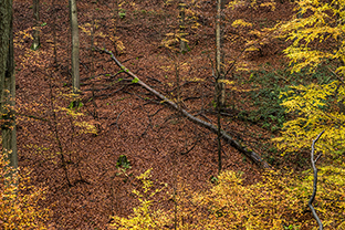 Fotos-Eifel-Hohes-Venn