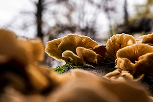 Fotos-Eifel-Hohes-Venn