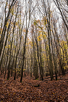 Fotos-Eifel-Hohes-Venn