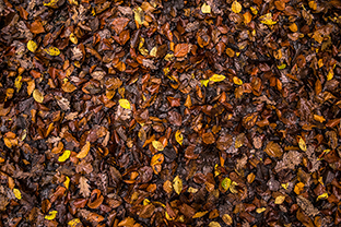 Fotos-Eifel-Hohes-Venn