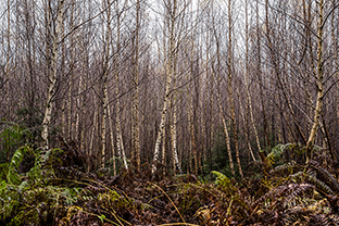Fotos-Eifel-Hohes-Venn