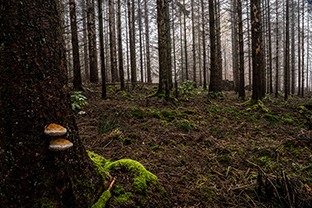 Fotos-Eifel-Hohes-Venn