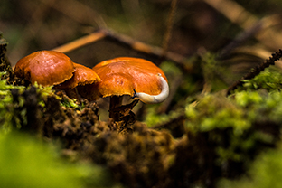 Fotos-Eifel-Hohes-Venn