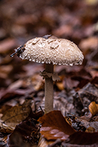 Fotos-Eifel-Hohes-Venn