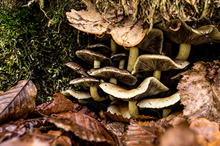 Fotos-Eifel-Hohes-Venn