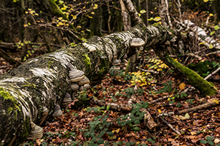 Fotos-Eifel-Hohes-Venn