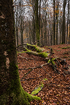 Fotos-Eifel-Hohes-Venn