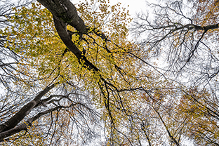 Fotos-Eifel-Hohes-Venn
