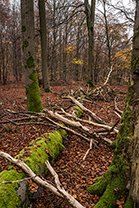 Fotos-Eifel-Hohes-Venn