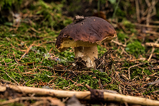 Fotos-Eifel-Hohes-Venn