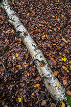 Fotos-Eifel-Hohes-Venn