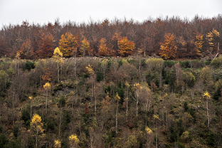 Fotos-Eifel-Hohes-Venn