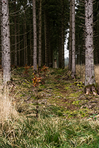 Fotos-Eifel-Hohes-Venn