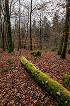 Fotos-Eifel-Hohes-Venn