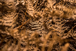 Fotos-Eifel-Hohes-Venn