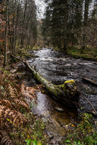 Fotos-Eifel-Hohes-Venn