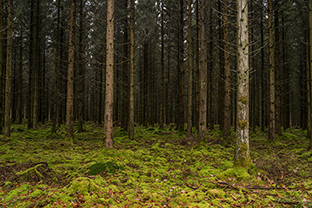 Fotos-Eifel-Hohes-Venn