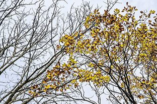 Fotos-Eifel-Hohes-Venn