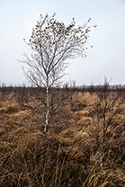 Fotos-Eifel-Hohes-Venn