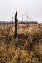 Fotos-Eifel-Hohes-Venn