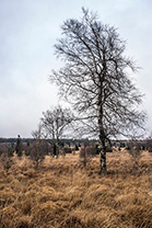 Fotos-Eifel-Hohes-Venn