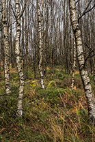 Fotos-Eifel-Hohes-Venn