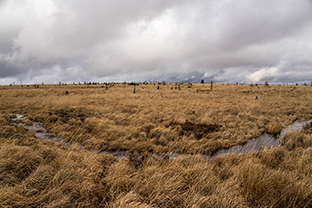 Fotos-Eifel-Hohes-Venn