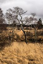 Fotos-Eifel-Hohes-Venn