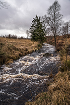 Fotos-Eifel-Hohes-Venn