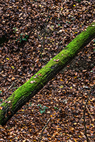 Fotos-Eifel-Hohes-Venn