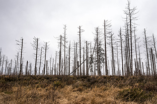 Fotos-Eifel-Hohes-Venn