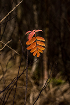 Fotos-Eifel-Hohes-Venn