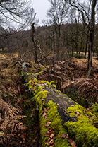 Fotos-Eifel-Hohes-Venn
