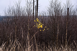 Fotos-Eifel-Hohes-Venn