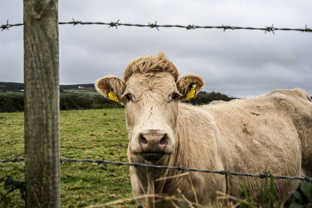 Fotos-Western-Way-Irland