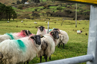 Fotos-Western-Way-Irland