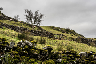 Fotos-Western-Way-Irland
