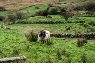Fotos-Western-Way-Irland