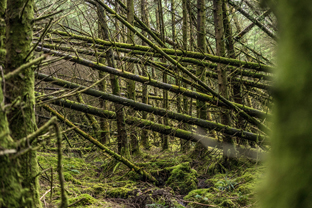 Fotos-Western-Way-Irland