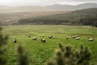 Fotos-Western-Way-Irland