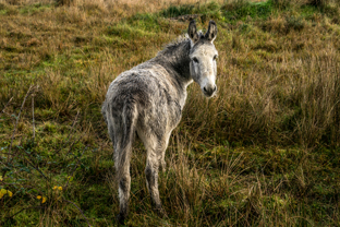 Fotos-Western-Way-Irland