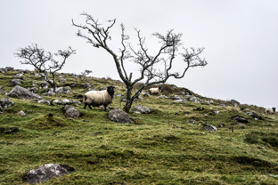 Fotos-Western-Way-Irland