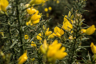 Fotos-Western-Way-Irland